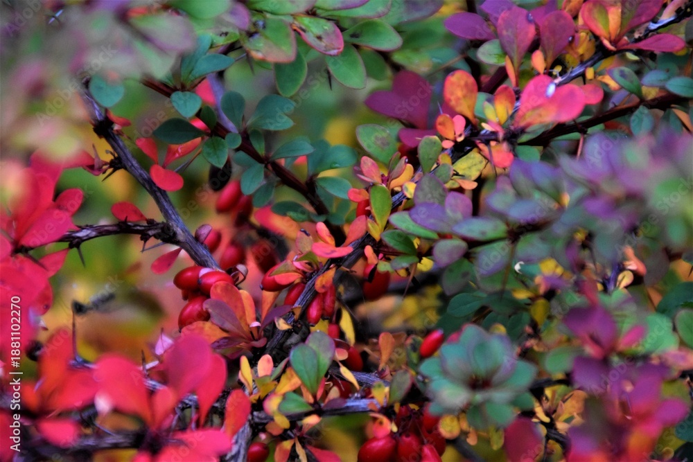 Obraz premium Autumn Barberry Branch with Red Berries and Colorful Leaves, Vibrant Fall Foliage Background.lose-up photograph of a barberry shrub (Berberis) in autumn, featuring vivid red berries and multicolored