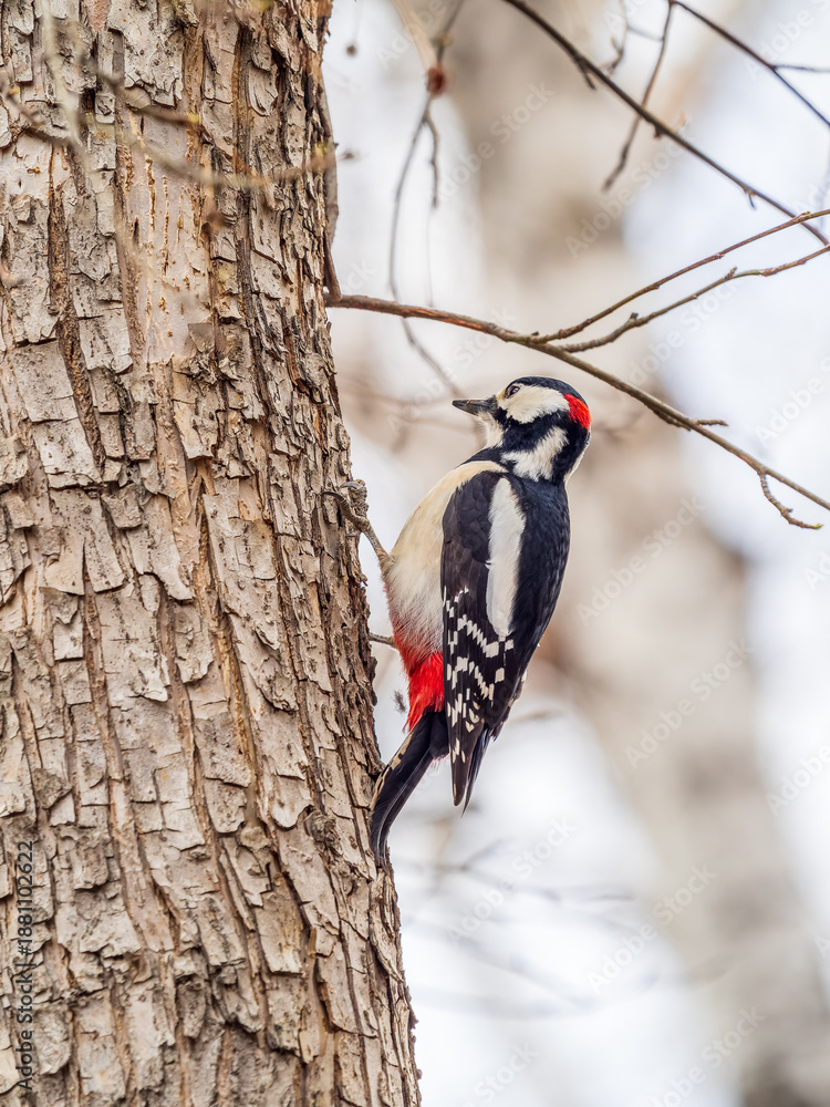 Fototapeta premium Little woodpecker sits on a tree trunk. The great spotted woodpecker, Dendrocopos major