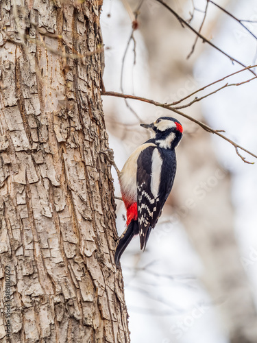 Little woodpecker sits on a tree trunk. The great spotted woodpecker, Dendrocopos major
