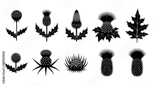 Illustration of Various Thistle Plants Isolated on a Neutral Background from a Direct Viewpoint, Showcasing Different Species and Growth Stages