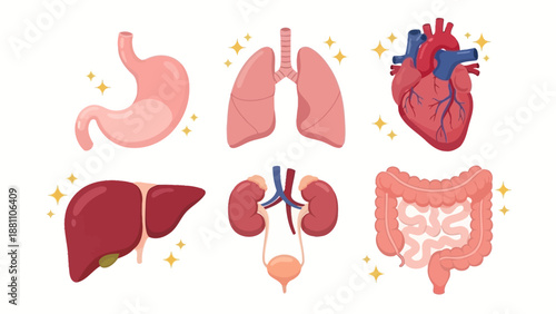 Illustration of human internal organs including stomach, liver, kidneys, lungs, and intestines in a neatly arranged layout