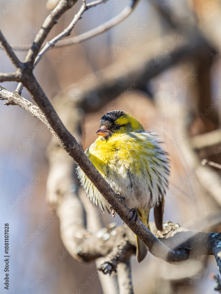 Fototapeta premium Eurasian siskin male, latin name spinus spinus, sitting on branch of tree. Cute little yellow songbird.