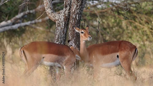 Two impalas grooming each other beside an acacia tree in the Ndutu area of northern Tanzania, captured in slow motion with soft grass in the foreground and natural savanna light.