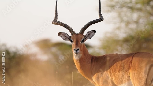 A male impala stands alert in the golden grasslands of Ndutu in the Serengeti, Tanzania, its long curved horns catching the sunset light. 4k slow motion cinematic video.