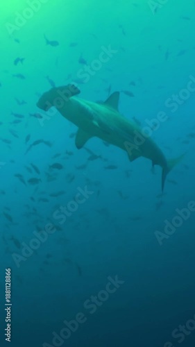 A majestic creature glides through the cerulean depths off the coast of Costa Rica. Witness the elegance and power of scalloped hammerhead sharks in their natural environment.