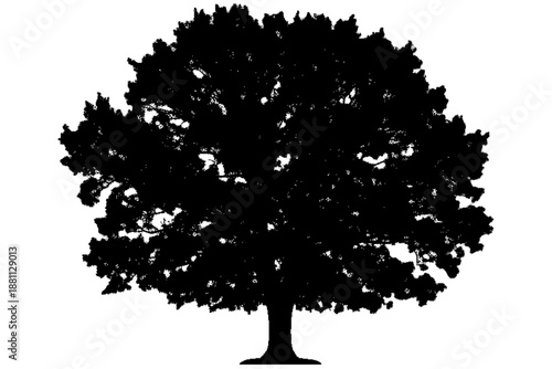  Majestic Oak Silhouette: A striking silhouette of a grand oak tree stands tall, its sprawling branches reaching towards the sky in a bold, dark silhouette.
