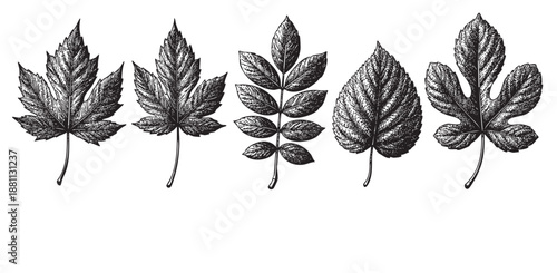Monochrome drawing shows a leaf variety: maple, ash, fig. Great for nature designs, educational resources or plant-related projects.