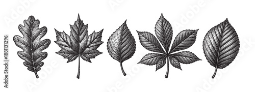 Detailed engraving of various leaf types, including oak, maple, and others, isolated against a clean white background. Perfect for educational, botanical, or vintage designs.