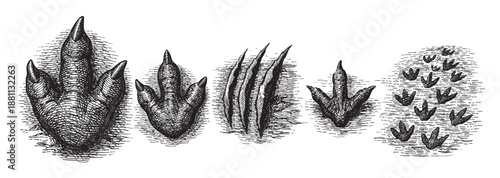 Black and white engraving featuring various dinosaur footprints and claw marks, evoking a prehistoric and scientific mood. Useful for educational or historical projects.