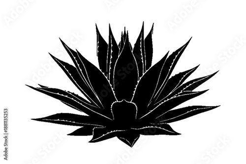 Agave Plant Illustration: An detailed illustration of a striking agave plant, its spiky leaves radiating from a central point, revealing the intricate patterns of nature's design.