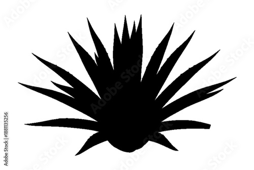 Shadowy Silhouette of a Spiky Plant: A striking silhouette of a spiky plant against a clean backdrop, creating a stark visual contrast.