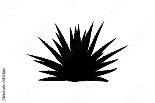 Agave plant silhouette: An elegant silhouette of an agave plant against a plain background, the spiky leaves radiating from the center.