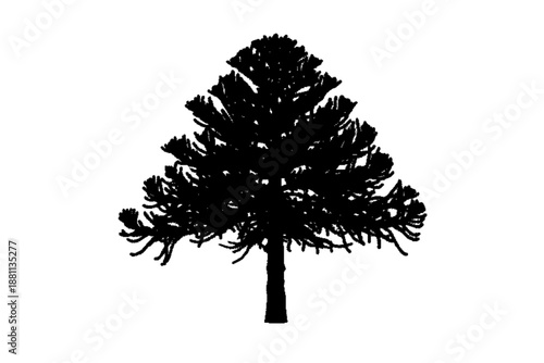 Silhouetted Pine Tree: A striking silhouette of a pine tree stands proudly against a backdrop, evoking a sense of strength, resilience, and natural beauty.
