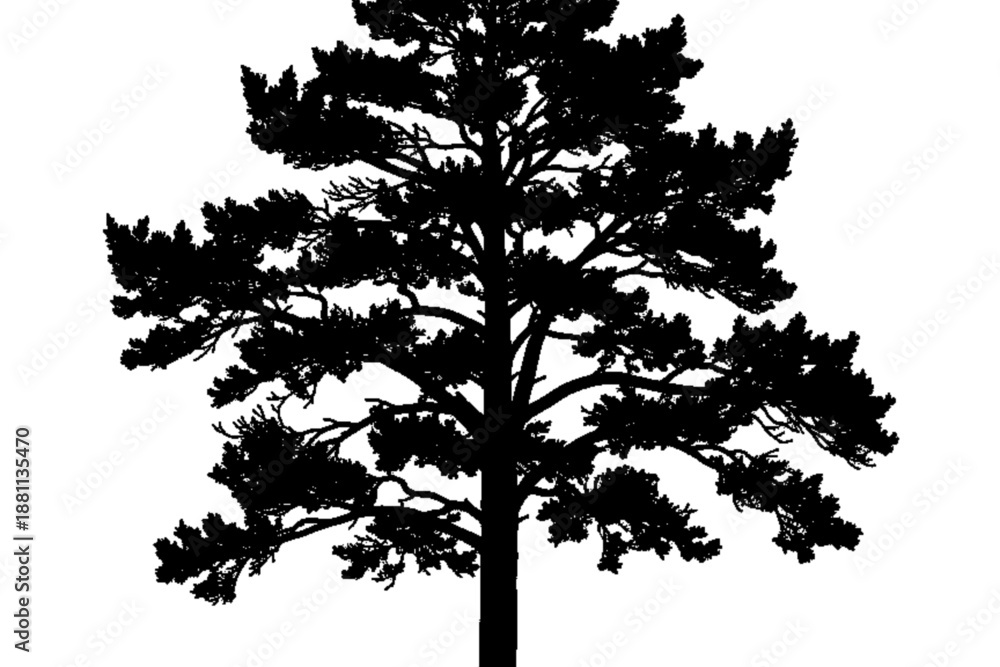 Fototapeta premium Silhouette of a Majestic Pine Tree: A striking silhouette of a grand pine tree, showcasing the intricate details of its branches against a clear backdrop.