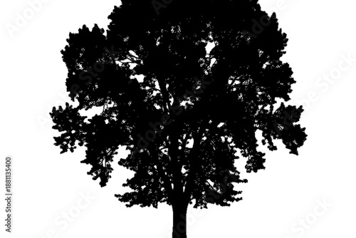 Silhouette of an Ancient Tree: A dramatic silhouette of a towering tree stands in stark contrast against the backdrop, evoking a sense of strength, resilience, and connection to nature. 