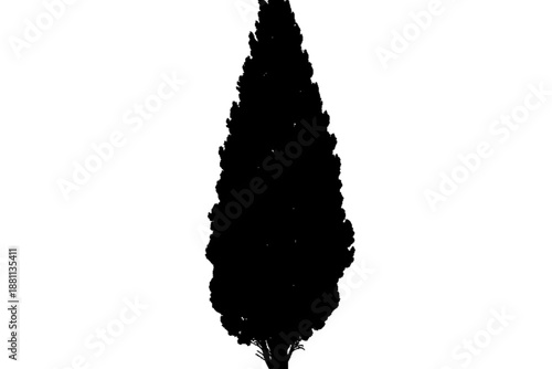 Silhouette of Solitude: A solitary cypress tree stands tall, its dark silhouette a stark contrast against the simplicity of the backdrop. Capturing the silent strength and natural beauty.