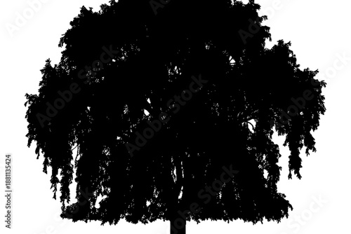 Silhouette of a majestic tree: The silhouette of a stately tree is presented against the sky, it's branches reaching, a powerful depiction of nature's design.