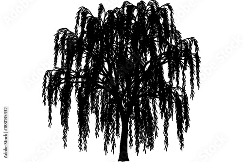 Elegant Silhouette of Weeping Willow: A stunning silhouette of a graceful weeping willow stands tall, its cascading branches creating a mesmerizing display of nature's artistry.