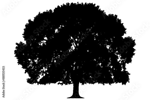 Silhouette of a Majestic Tree: A striking silhouette of a large, leafy tree stands alone, its dark form contrasting sharply against the bright sky, a symbol of strength and endurance.