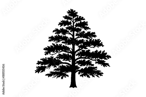 Foto Evergreen silhouette : A bold silhouette of a stately evergreen tree stands tall, its dark form creating a striking contrast and symbolizing strength, resilience, and the enduring beauty of nature