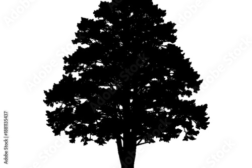 Shadow Silhouette of an Oak Tree: A bold silhouette of an oak tree, capturing the essence of strength and longevity against the simple.