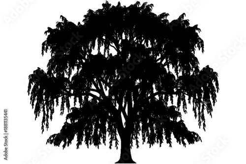 Silhouette of Willow Tree: The elegant silhouette of a majestic willow tree, with its cascading branches, stands in stark contrast, symbolizing strength and resilience against the sky.