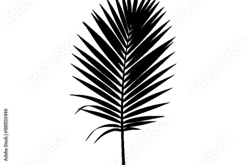 Palm Leaf Silhouette: A stark black silhouette of a graceful palm leaf, its intricate fronds sharply defined, stands against a simple backdrop, creating a striking contrast and visual elegance.
