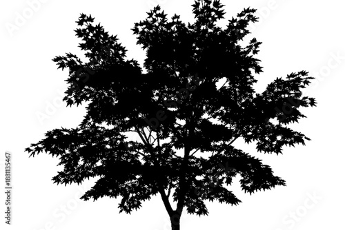Wallpaper Mural Silhouette of Majestic Tree: The stark silhouette of a large, leafy tree stands out against a stark background, its branches reaching skyward in a display of natural elegance. Torontodigital.ca
