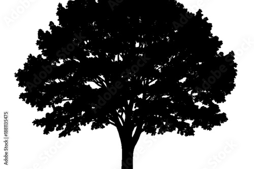 Majestic Silhouette: An elegant tree silhouette stands boldly against the sun, its detailed form a stunning representation of nature's beauty and resilience. 