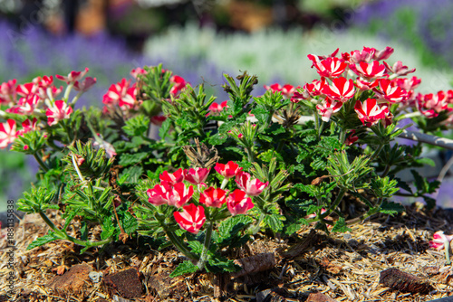 Wallpaper Mural closeup of red begonia Torontodigital.ca