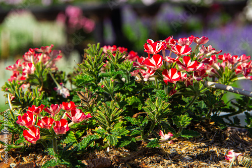 Wallpaper Mural closeup of red begonia Torontodigital.ca