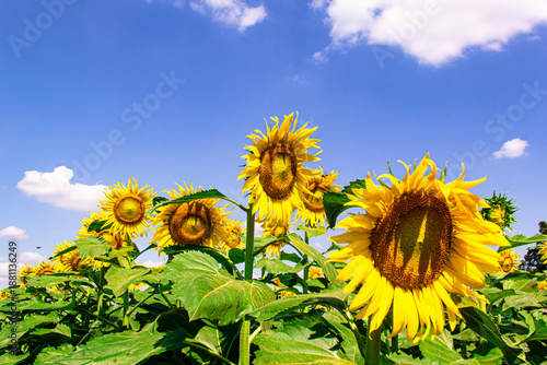 Wallpaper Mural Beautiful blooming sunflower close up. Torontodigital.ca