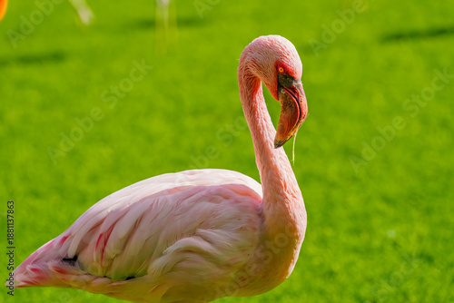 Close-Up of a Pink Flamingo with Striking Orange Eyes Against a Lush Green Background