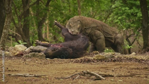 Komodo dragon or monitor Varanus komodoensis, video of monitor lizards hunting and eating a wild boar prey, large reptile of Varanidae endemic to the Indonesian islands of Komodo, Rinca, Flores. 