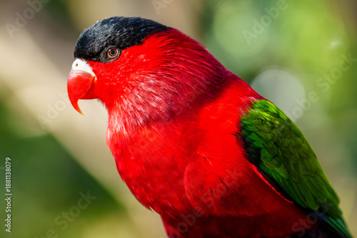 Vibrant Red and Green Parrot Portrait Captured in a Natural Setting with Blurred Background