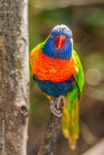 Stunning Close-Up of a Colorful Rainbow Lorikeet Perched on a Branch Against a Soft Natural Background