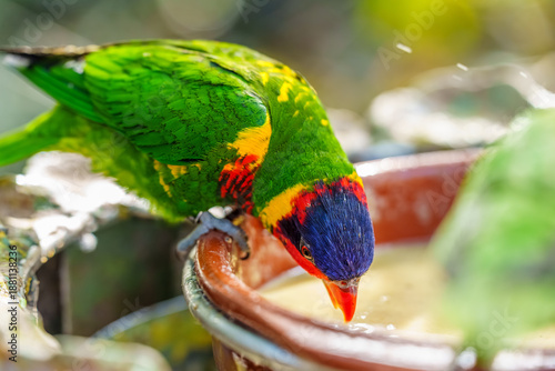 Colorful Rainbow Lorikeet Drinking Water from a Terra Cotta Bowl Surrounded by Lush Natural Habitat