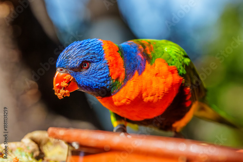 Vivid Rainbow Lorikeet Enjoying a Snack While Perched Near a Natural Habitat Filled with Greenery