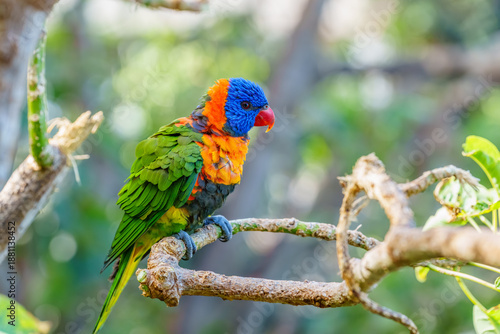 Colorful Rainbow Lorikeet Perched Gracefully on a Branch Surrounded by Lush Greenery and Natural Light