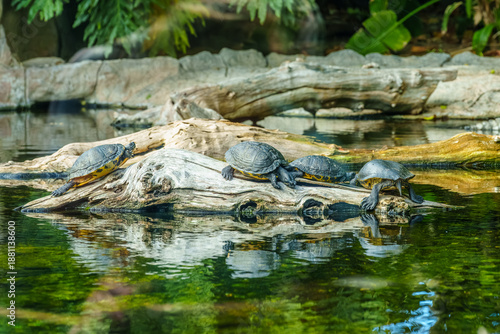 A Group of Turtles Basking on a Log in a Tranquil Pond Surrounded by Lush Greenery