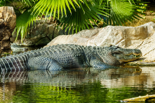Resting Alligator Lying Calmly on the Rocks by a Serene Green Pond