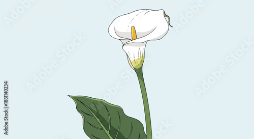 Realistic Botanical Illustration of a White Calla Lily Flower with Green Stem and Leaf on Light Background