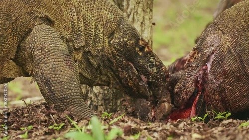 Wallpaper Mural Komodo dragon or monitor Varanus komodoensis, video of monitor lizards hunting and eating a wild boar prey, large reptile of Varanidae endemic to the Indonesian islands of Komodo, Rinca, Flores.  Torontodigital.ca