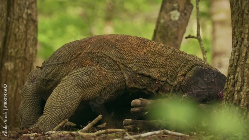 Wallpaper Mural Komodo dragon or monitor Varanus komodoensis, video of monitor lizards hunting and eating a wild boar prey, large reptile of Varanidae endemic to the Indonesian islands of Komodo, Rinca, Flores.  Torontodigital.ca