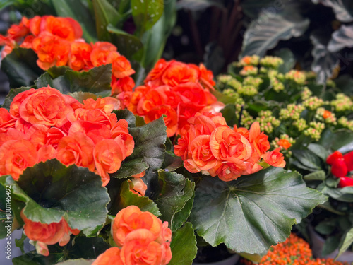 Orange Rieger begonia Begonia elatior with lush green leaves and vibrant double flowers. Popular flowering houseplant for home decor, interior design, garden centers, and seasonal decoration concepts.