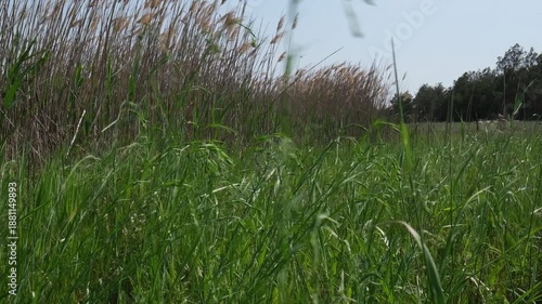 A view of green grass in the steppe, the grass swaying in the wind. Slow motion