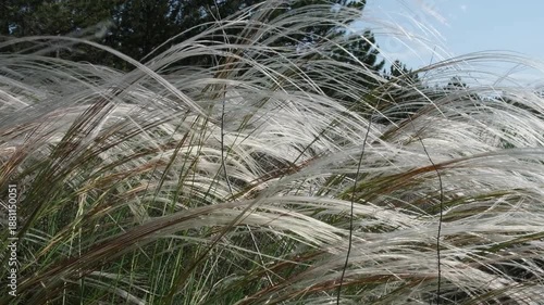 Feather grass stems sway in the wind against a backdrop of a pine forest, slow motion
