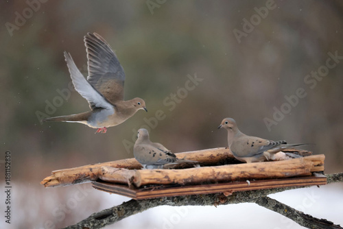 Mourning Doves in winter