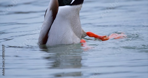 Mallard Dips With Vibrant Feet, Mallard With Vivid Orange Feet Demonstrating Feeding Behavior In Water