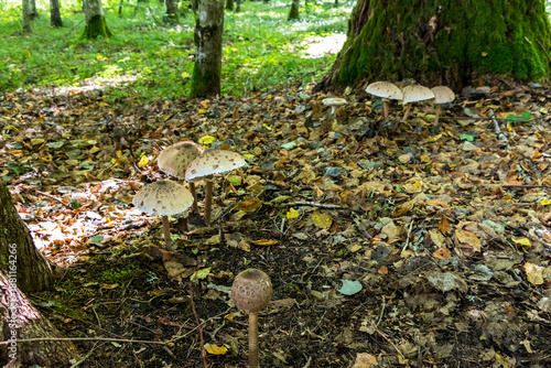 Belovezhskaya Pushcha national park - UNESCO World Heritage Site. Belarus. Belovezhskaya Pushcha is one of the last and largest remaining parts of the immense primeval forest